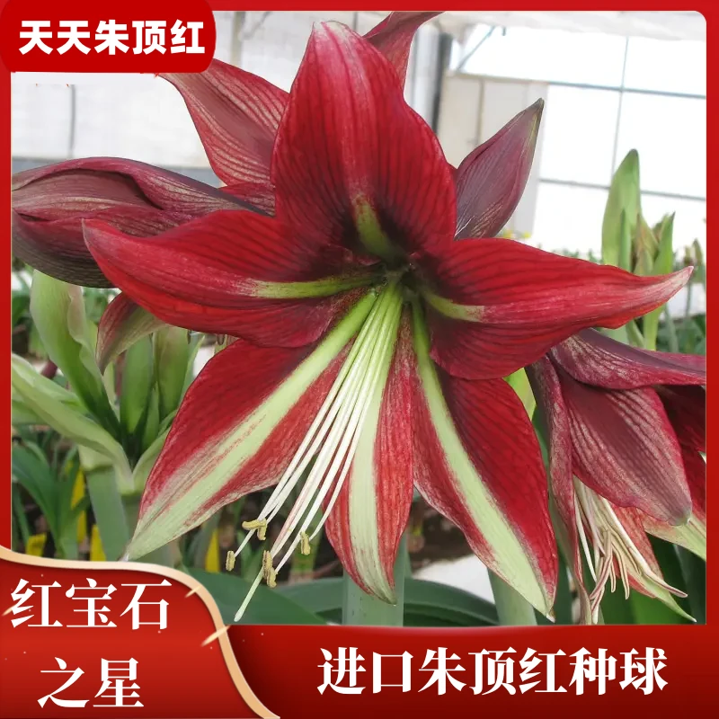 天天朱顶红/红宝石之星进口单瓣朱顶红开花种球室内花卉好养活