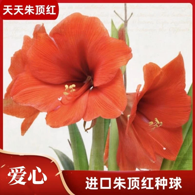 天天朱顶红/爱心/进口朱顶红种球单瓣花懒人花园阳台带花苞球根花