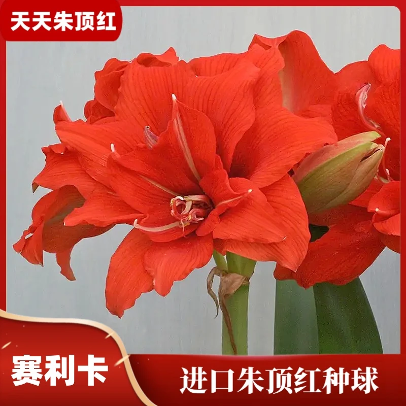 天天朱顶红/赛利卡朱顶红进口重瓣种球