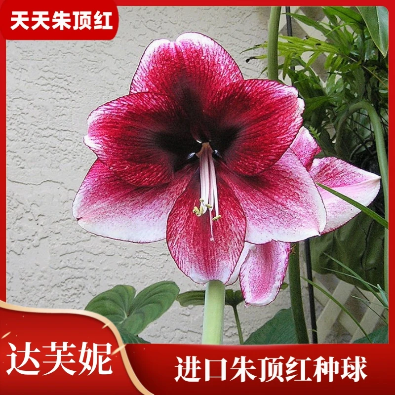 天天朱顶红/达芙妮正品对版朱顶红进口种球单瓣大花型多年生球根