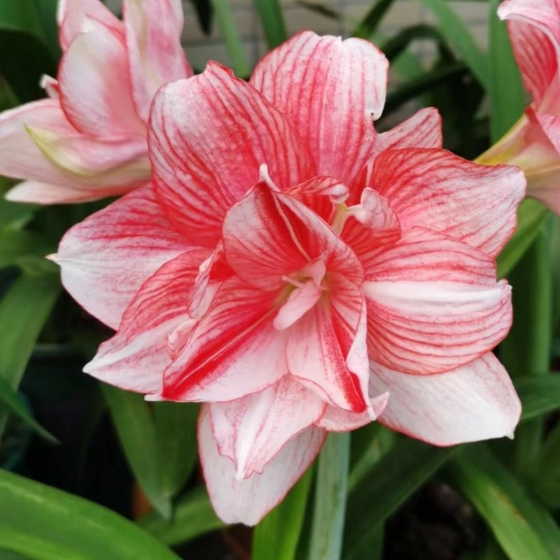 天天朱顶红/浪漫女孩直径2.5厘米以上辰父朱自然球现挖现发苗情好