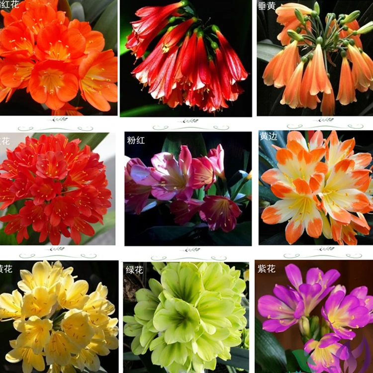 立板油匠技师和尚头君子兰基地直销室内花卉绿植盆栽观花观叶植物