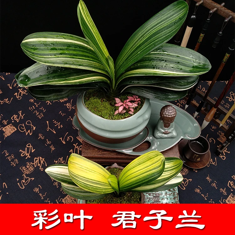 彩兰君子兰珍贵品种鸳鸯覆轮彩叶白道出门白珍稀品质四季常青开花