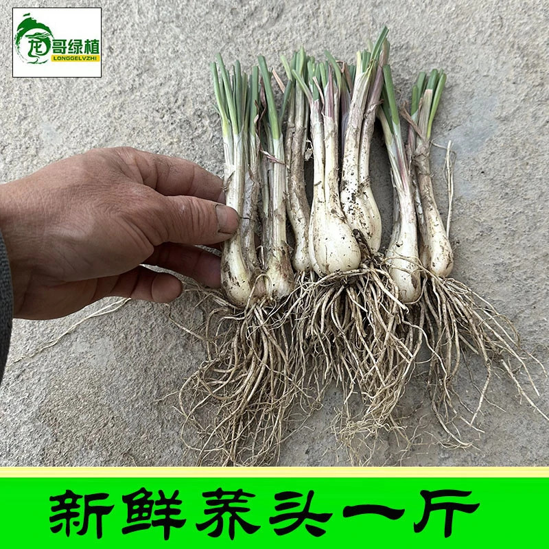 新鲜荞头 农户自种新鲜现挖发货 藠头 茭头