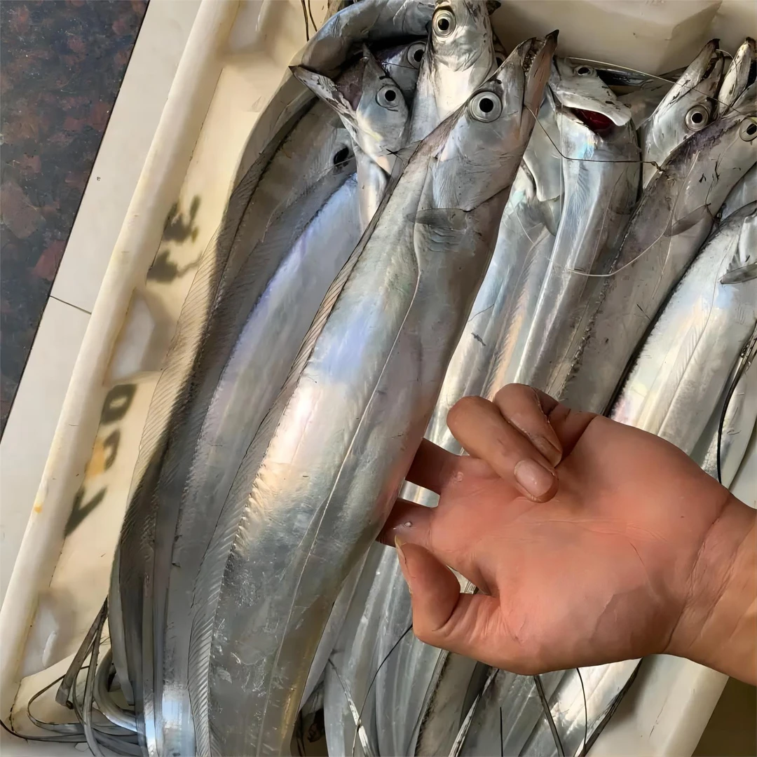 【海豚推荐】  新鲜速冻整条带鱼 8-9条/5斤装   油带鱼冷冻食用