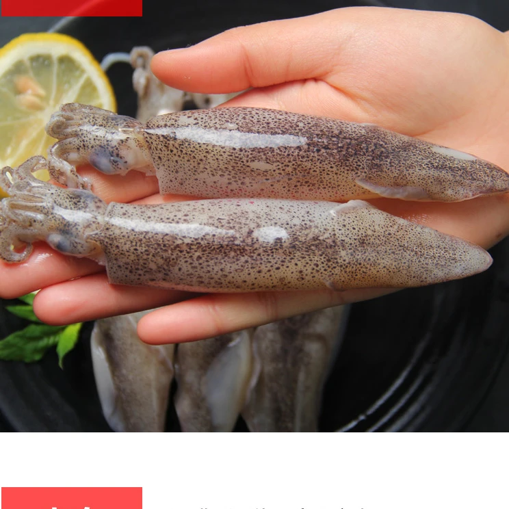 【海豚专属】 鲜冻笔管鱼(全籽海兔)涮火锅 炒菜佳品 1斤/盒 *3盒