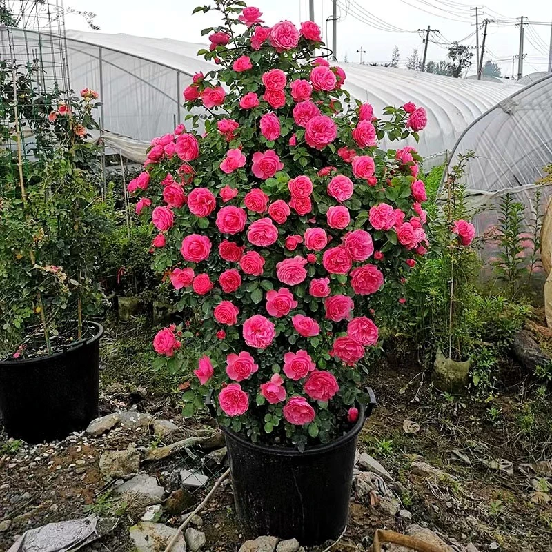 藤本月季蔷薇科爬藤月季花苗庭院地栽盆栽当年开花
