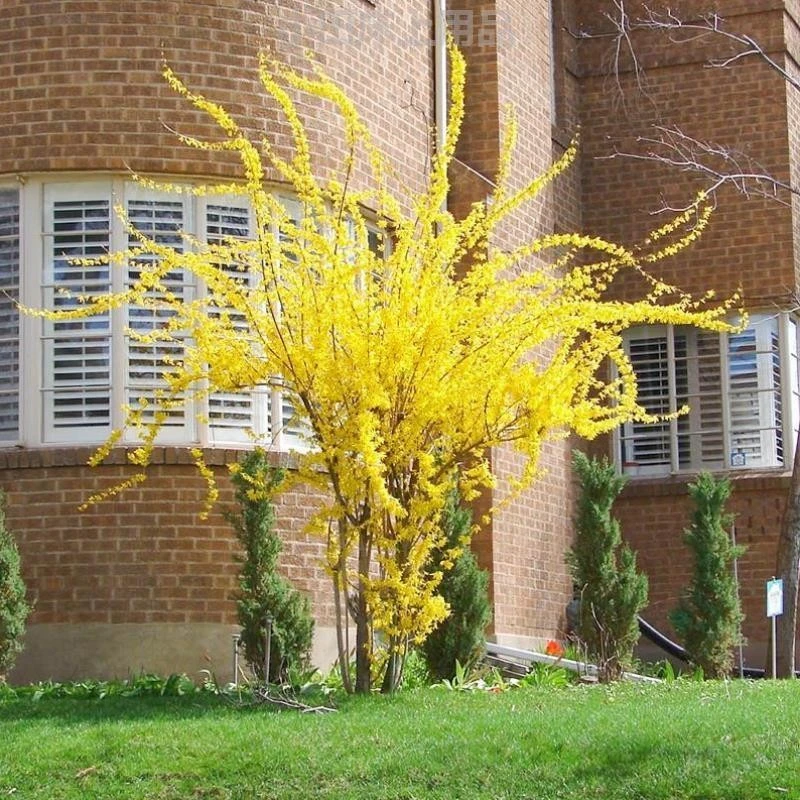 连翘花苗庭院绿化苗木又名黄老虎花苗南方南方都可以种植