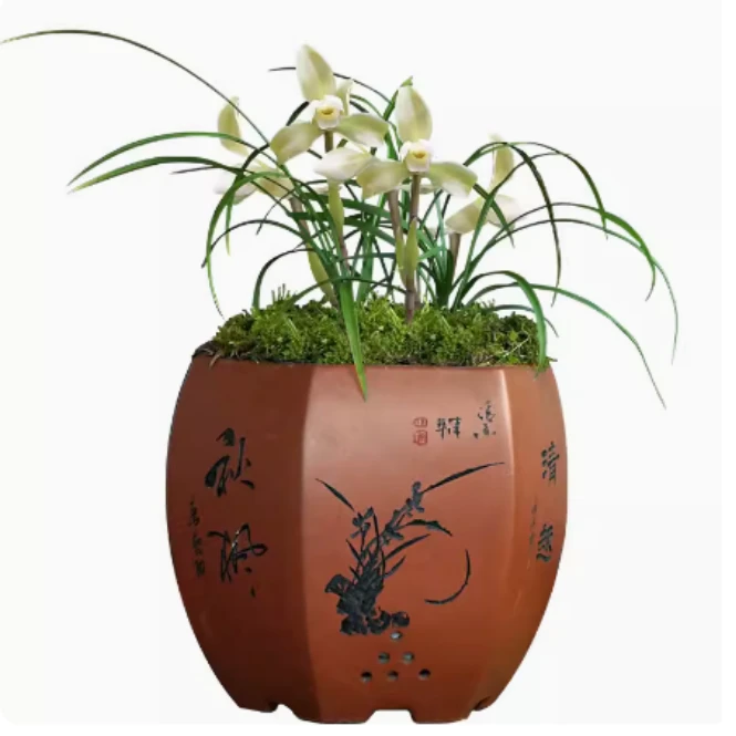 名品春兰黄金百合小黄梅兰草苗兰花卉盆栽绿植摆件国兰