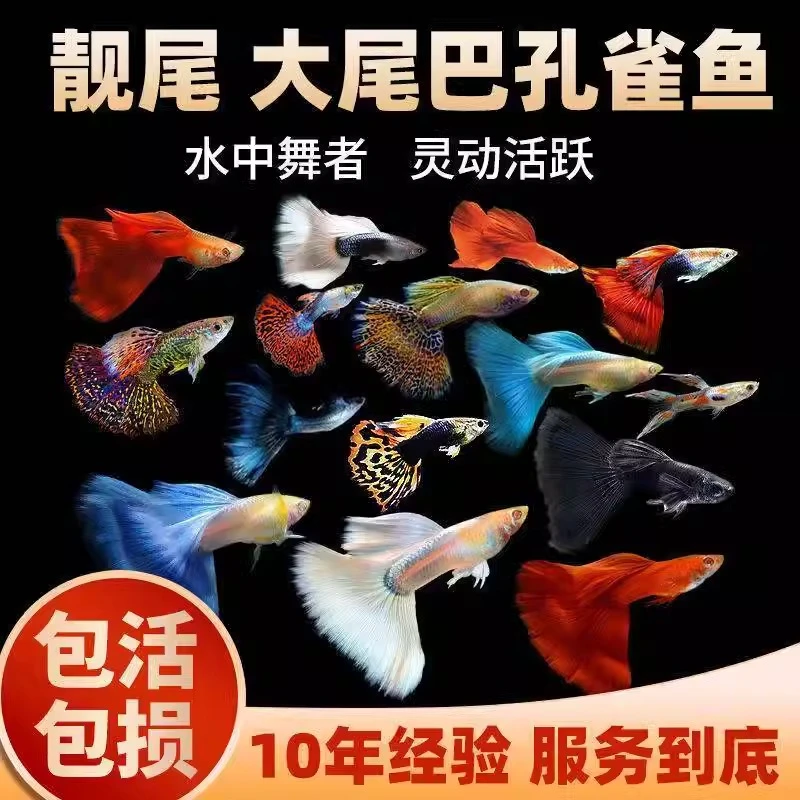 【孔雀鱼】热带观赏活好养鱼体大尾巴冰蓝孔雀鱼混养活体