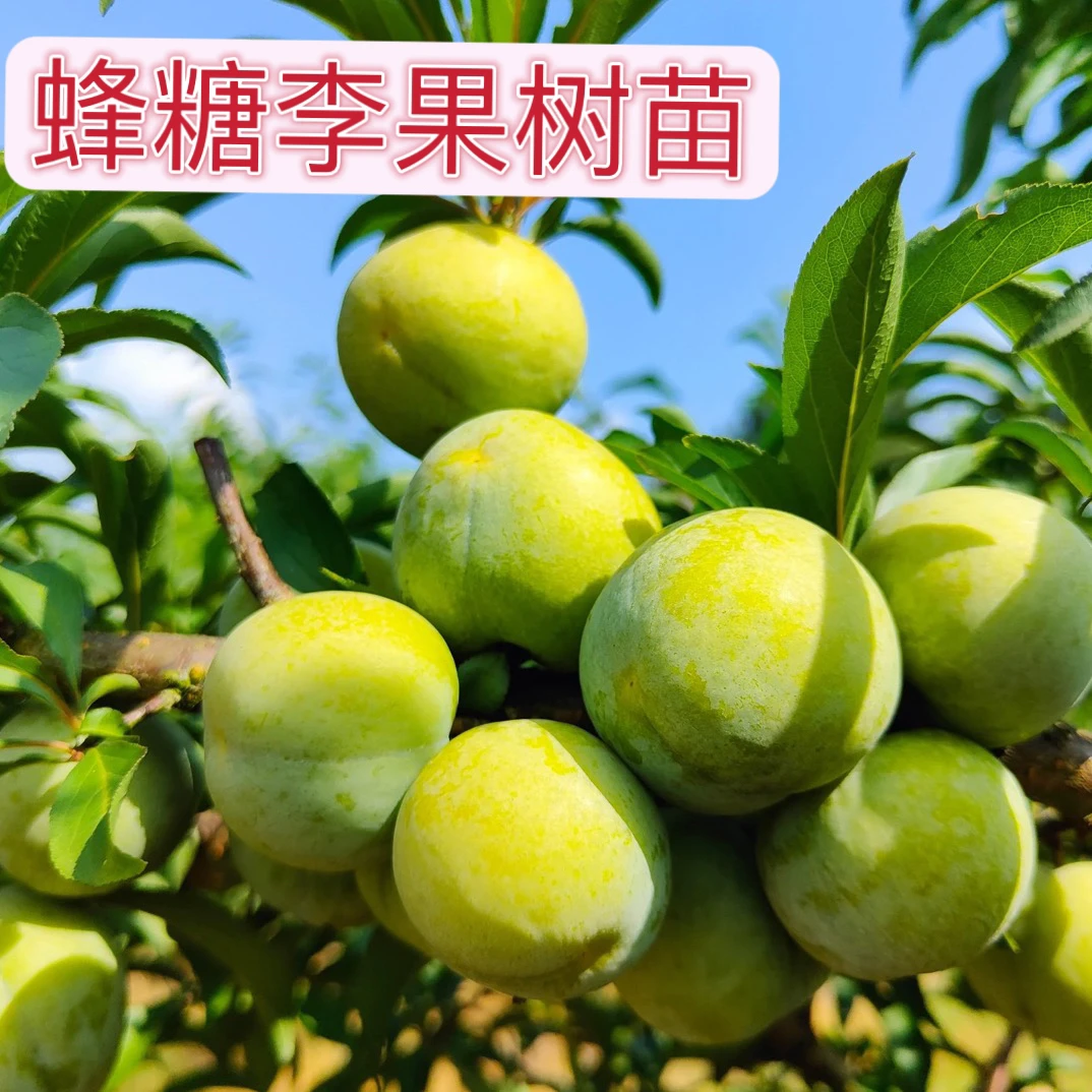 正宗【蜂糖李】优质嫁接苗基地直销