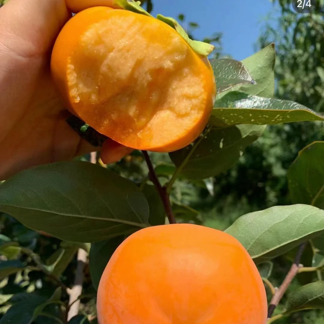 太秋甜脆柿裸根苗湖南雪峰八号砧木果树苗柿子树地栽盆栽种植