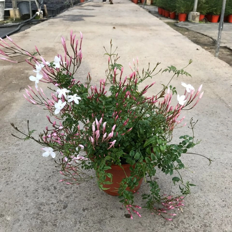 多花素馨花藤本素馨花苗浓香型鸡爪盆栽阳台庭院花卉垂钓式植物