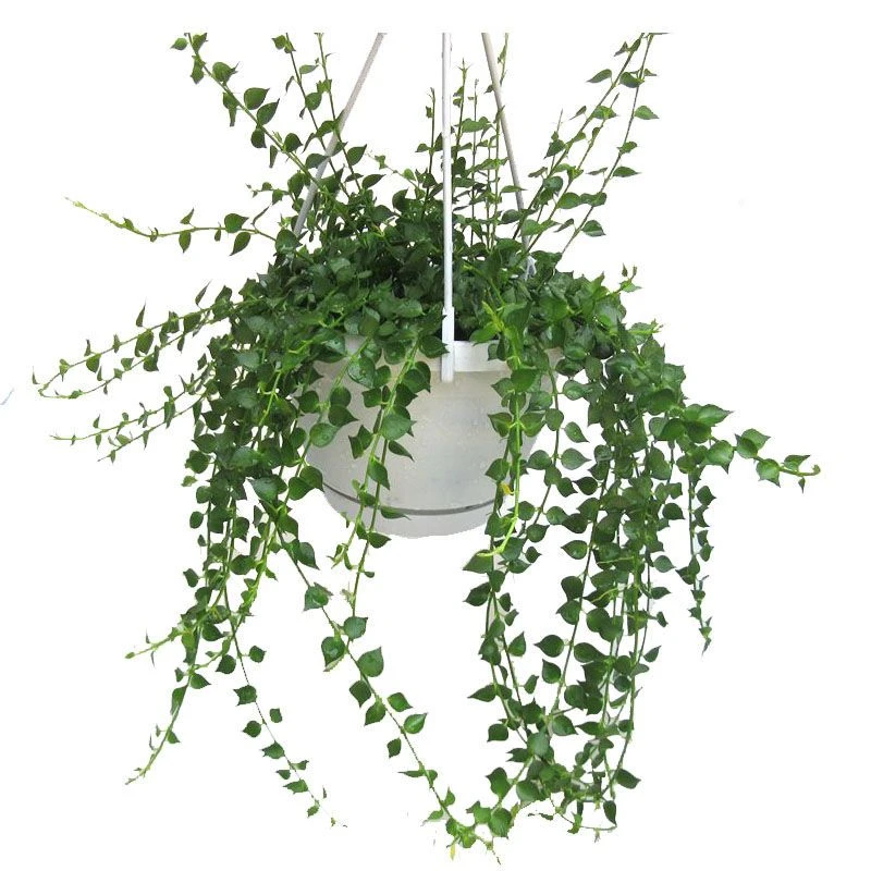 百万心吊兰植物常青盆栽爱心兰室内阳台多肉串钱绿植耐阴垂吊藤蔓