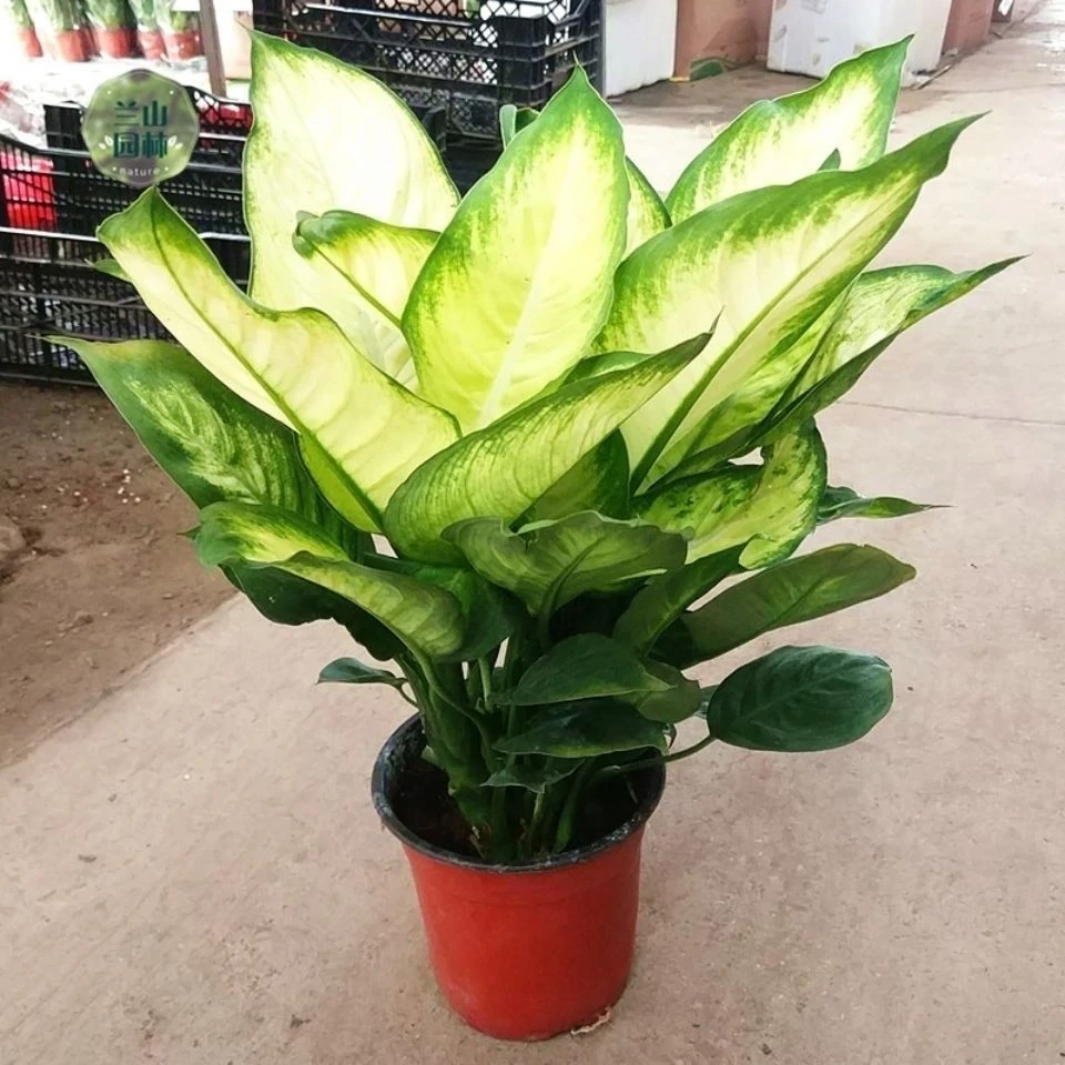 玛丽安盆栽绿植花叶万年青室内客厅办公室桌面四季常青净化空气