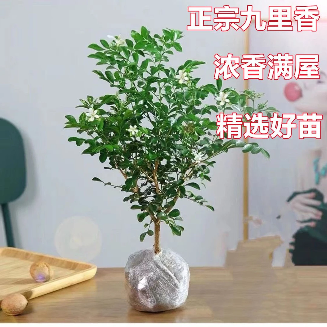九里香盆栽浓香型花卉千里香十里香树苗室内阳台图片耐寒绿植