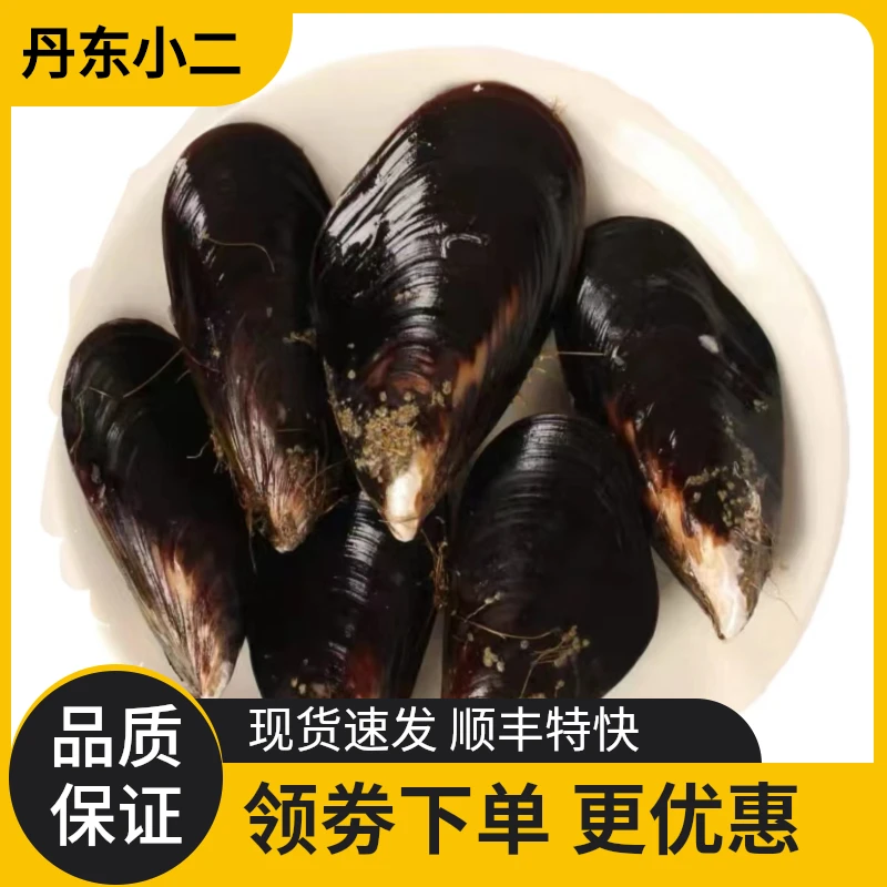 蓝口贝鲜活大号青口贝约10-12个/斤新鲜蒸煮小海鲜贝类海葡萄贻贝