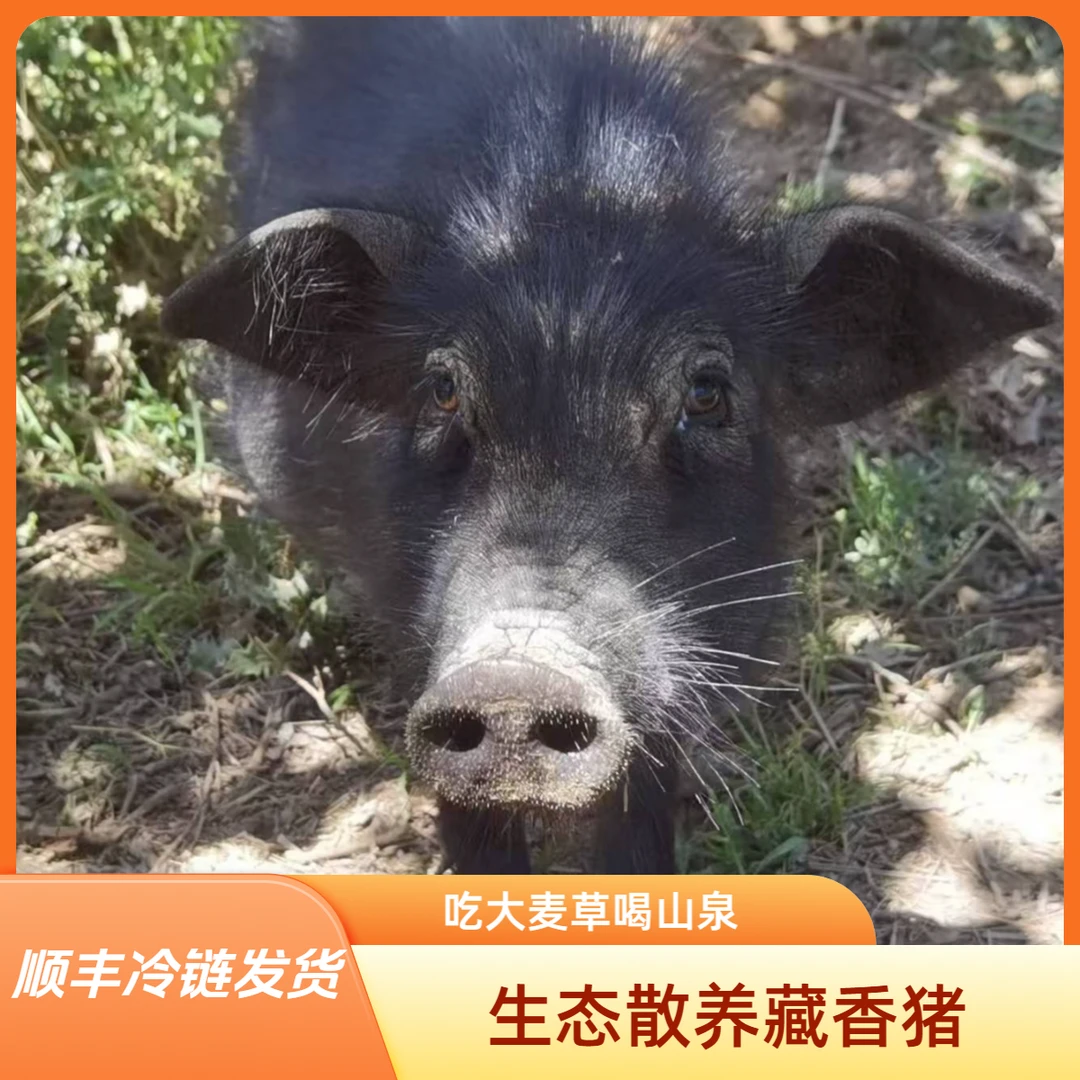 （改价链接）西域藏香猪生态散养新鲜现杀真空锁鲜顺丰包邮