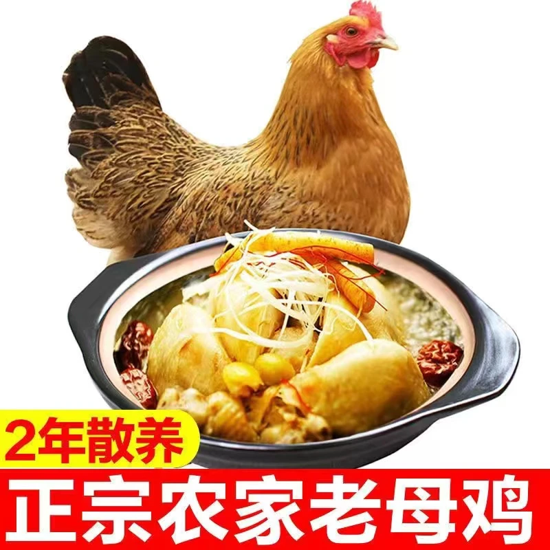 【厂家直发】2-3年东北农家走地黄油老母鸡散养土鸡3.5斤-4斤左右
