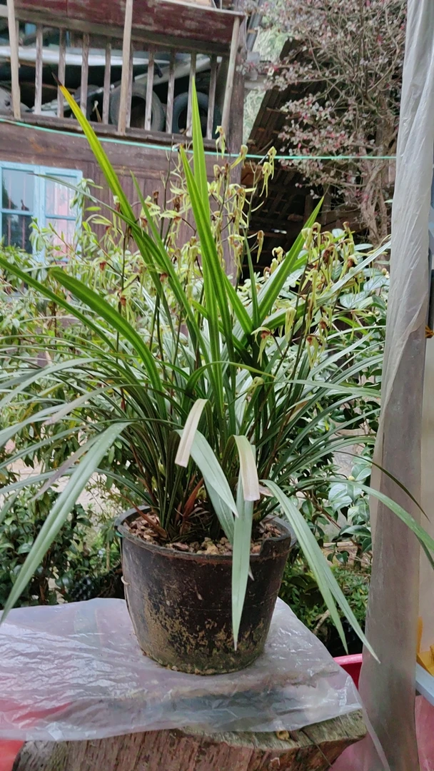 湘西大叶寒兰原种苗