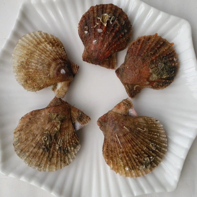 新鲜扇贝