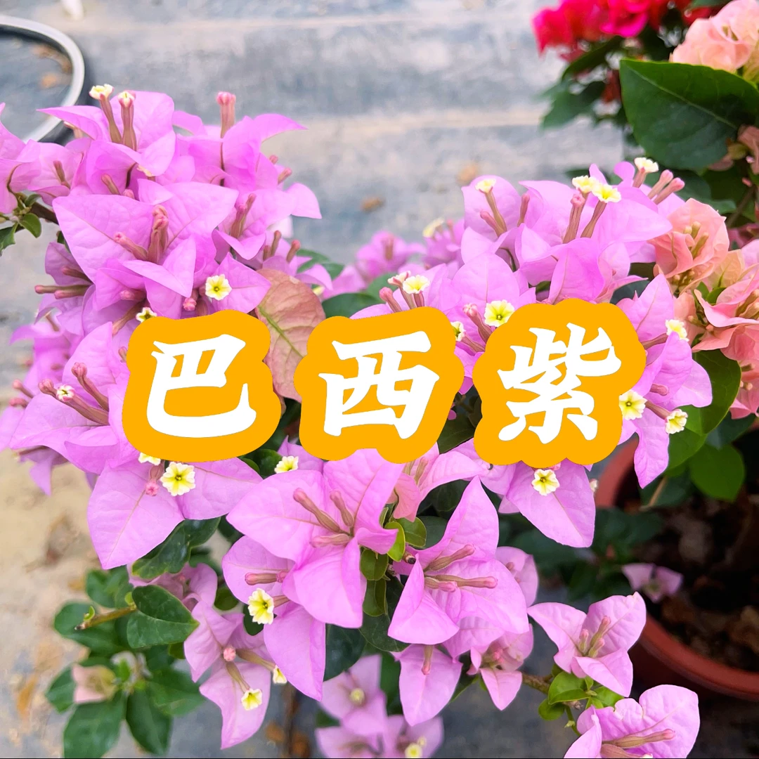 花木晚巴西紫 三角梅不掉花品种勤花好养带原盆原土带花发