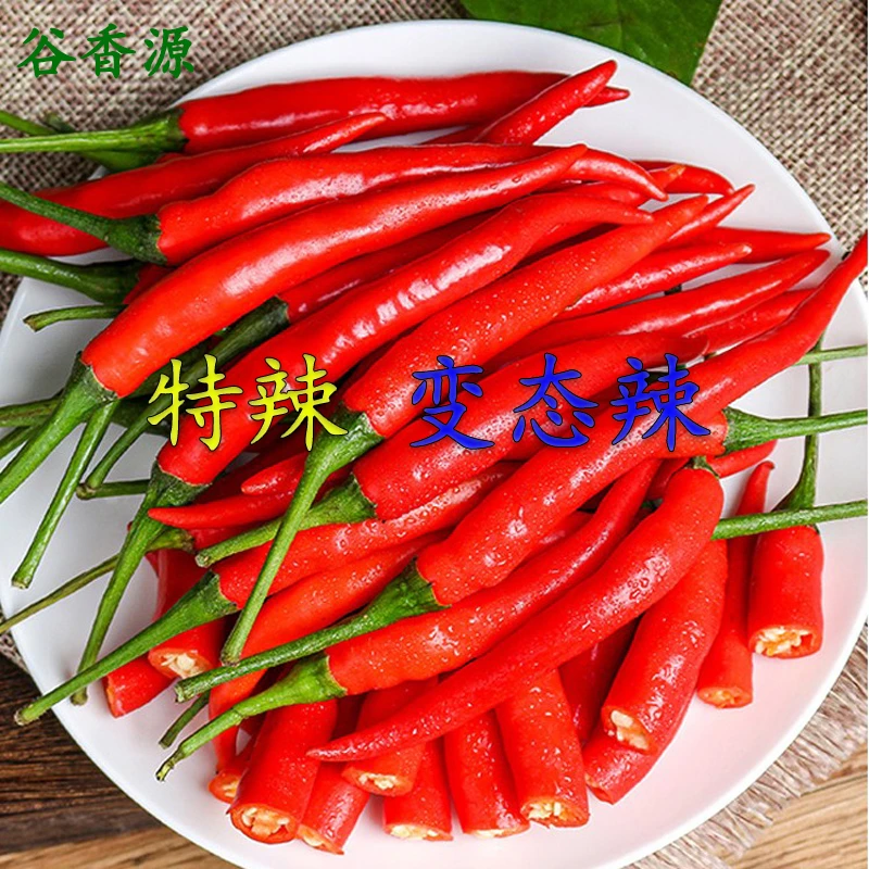 《小米椒特特辣》贵州深山农家辣椒青红混发个头小