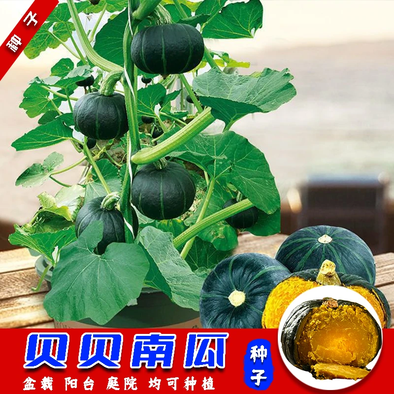 【贝贝南瓜】种子高产香甜板栗南瓜四季盆栽阳台庭院种植简单蔬菜