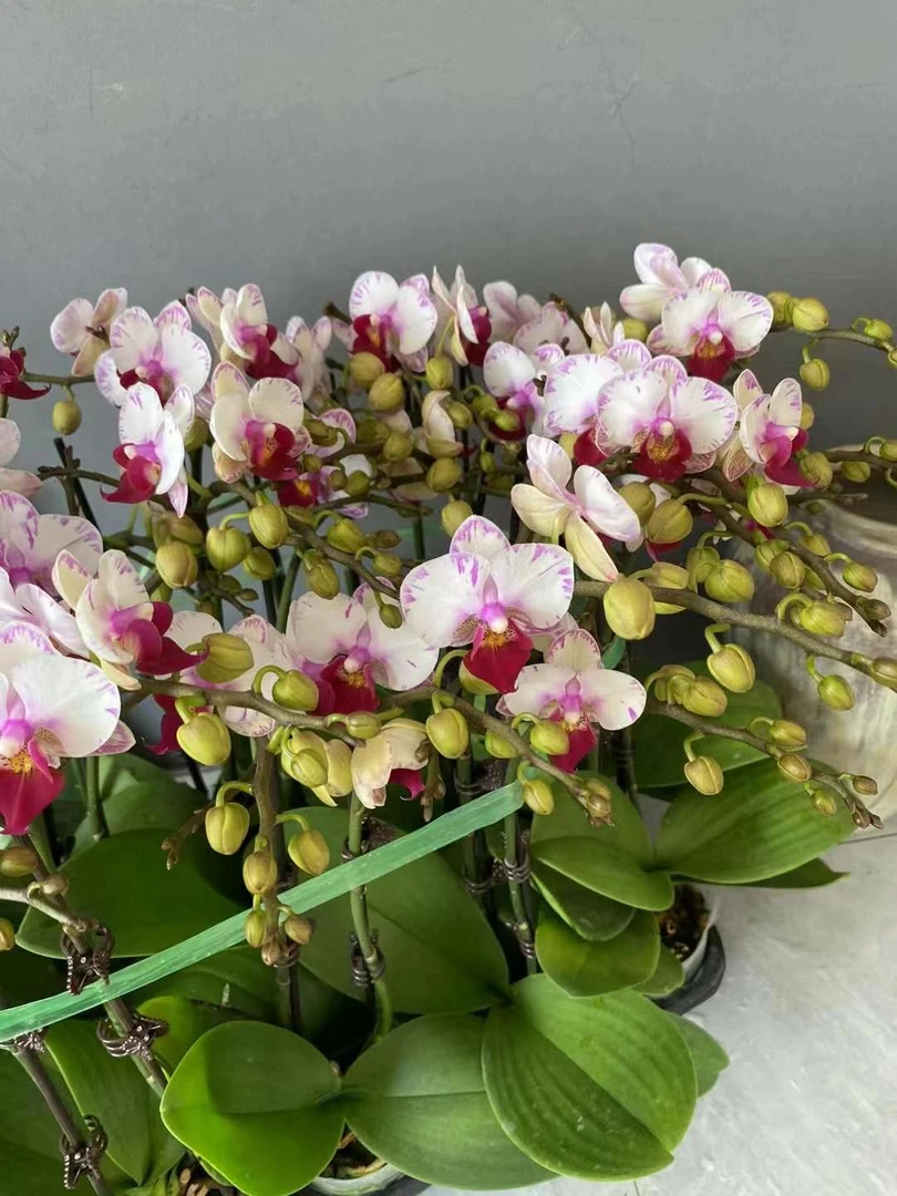 好品种 白闪电蝴蝶兰 2.8寸杯 双花剑 后期会爆多花剑