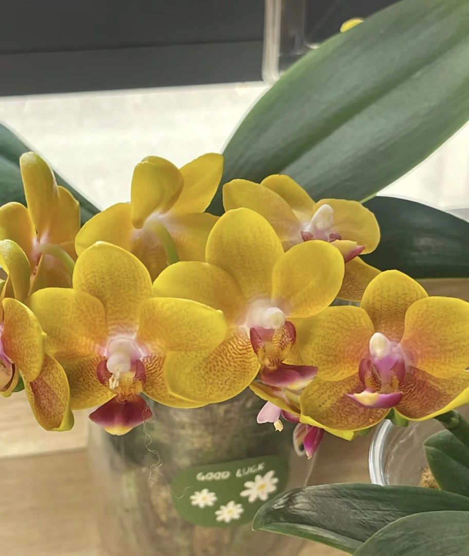 浓香型 香王蝴蝶兰 2.8寸杯带双花剑