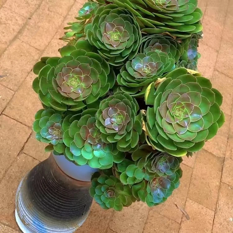 糖心万圣节翡翠法师批发老桩精品多肉基地发货植物简单绿色庭院