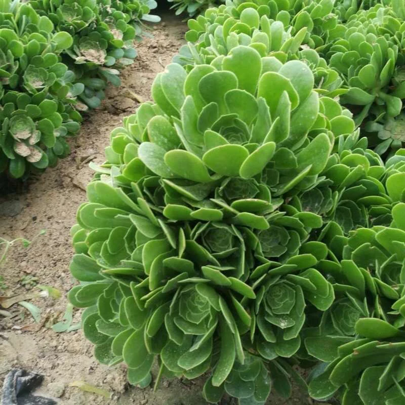 绿羊绒法师多肉植物多头捧花绿玫瑰翠绿色好养多肉老桩组合盆栽