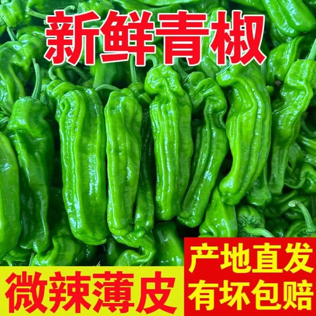 新鲜辣椒薄皮山东椒微辣正宗虎皮椒菜椒青椒不辣青皮辣椒新鲜批发