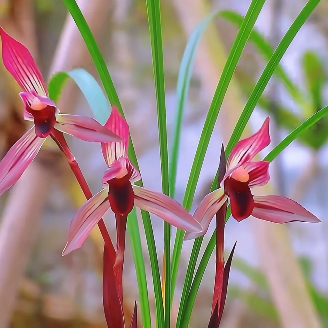 小熊花卉绿植盆栽盆景一物一拍