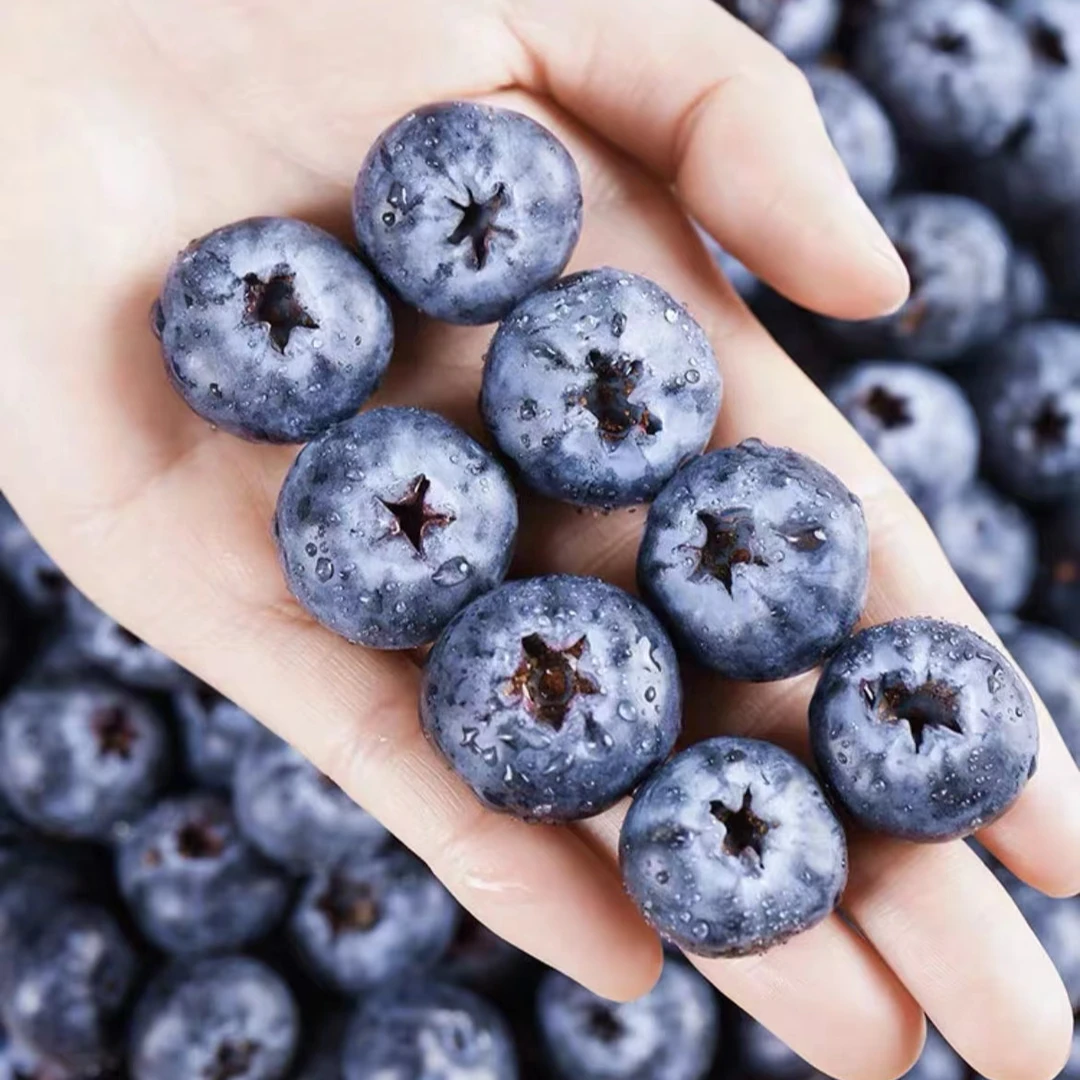 【蓝田芯】H5新鲜蓝莓采摘 现摘现发