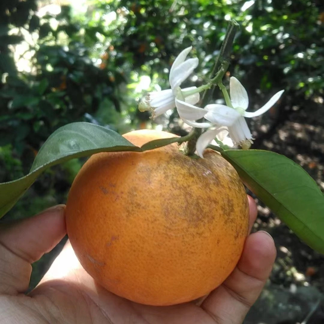 花皮果晒疤麻子次果瑕疵果核心产区中华红橙现摘香甜多汁榨汁专用