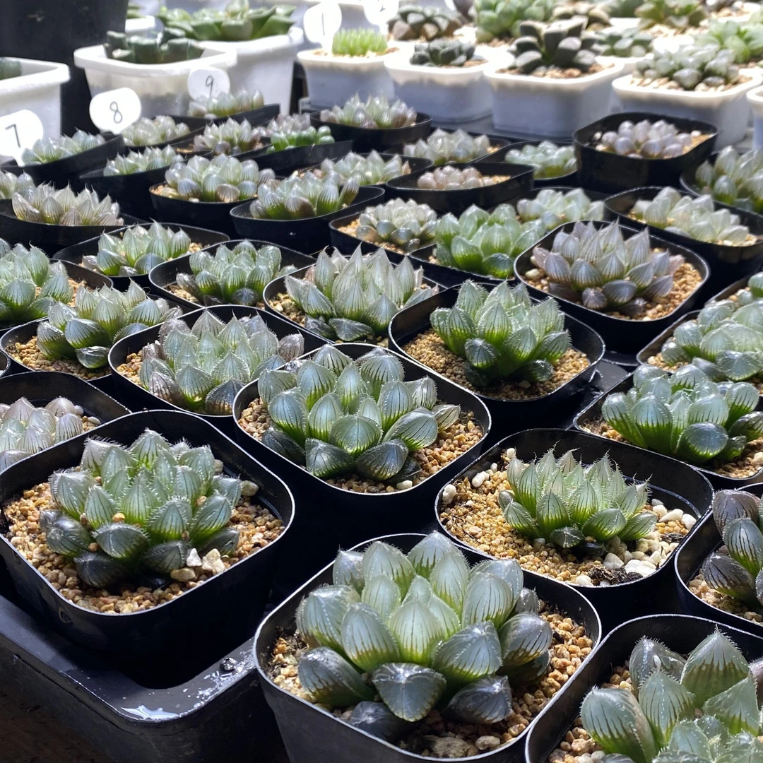 实生玉露一物一拍  瓦苇十二卷多肉玉露植物直播间