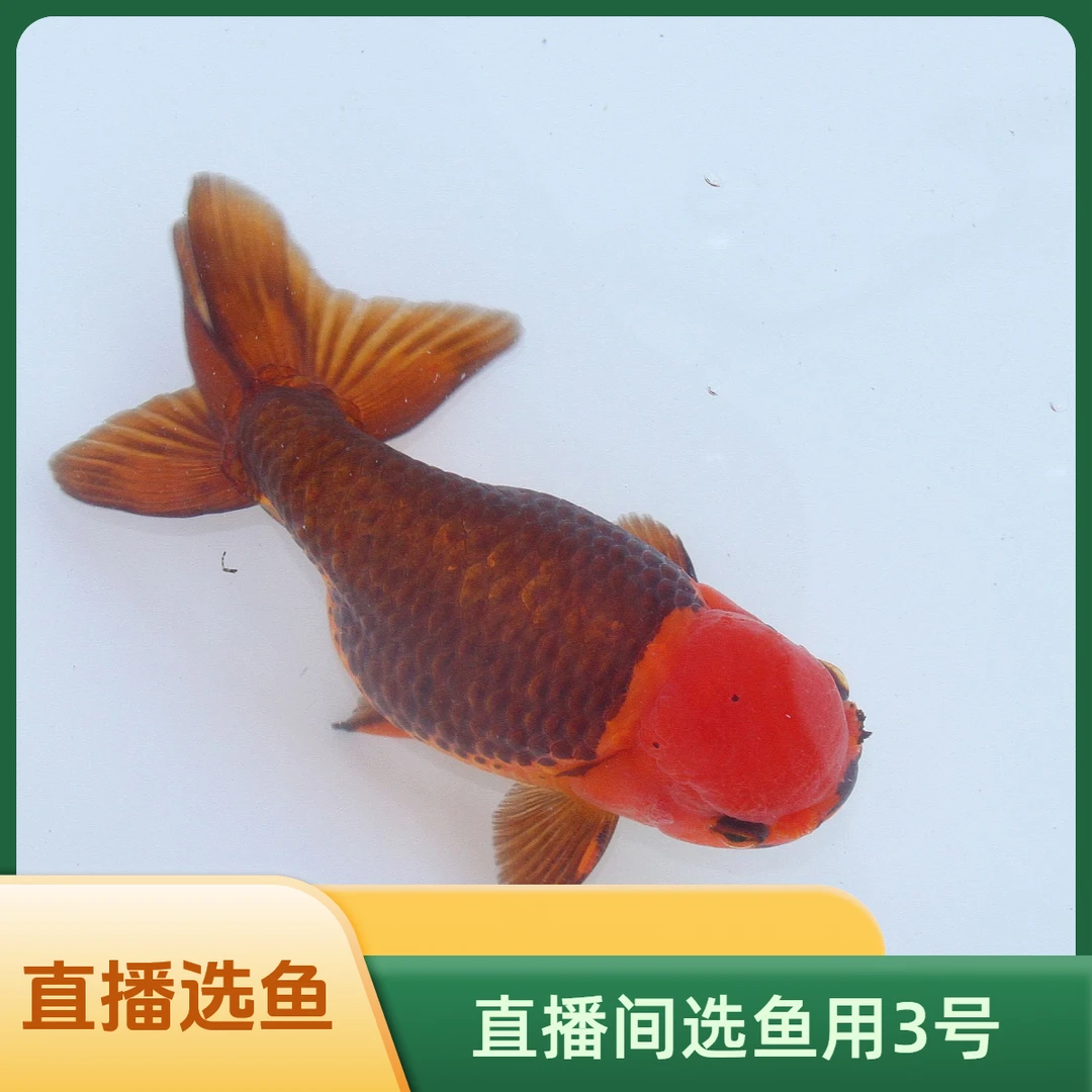 直播间选鱼，金鱼3号