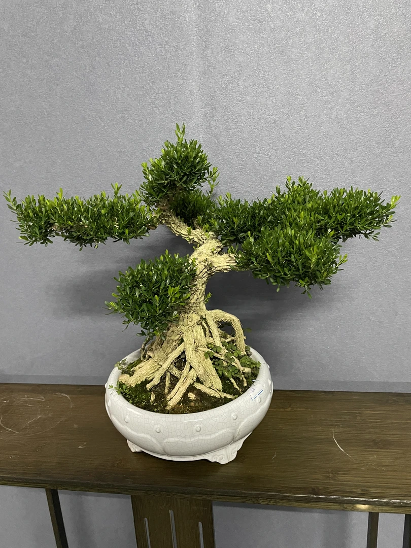 【一物一拍】精品老桩雀舌黄杨盆景 以直播间实物为准