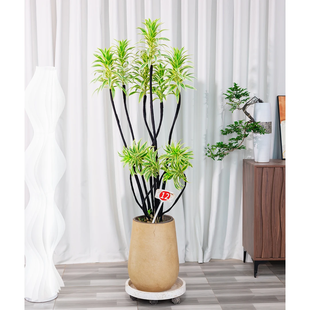 金边百合竹盆栽室内大型植物造景百搭客厅真绿植好养