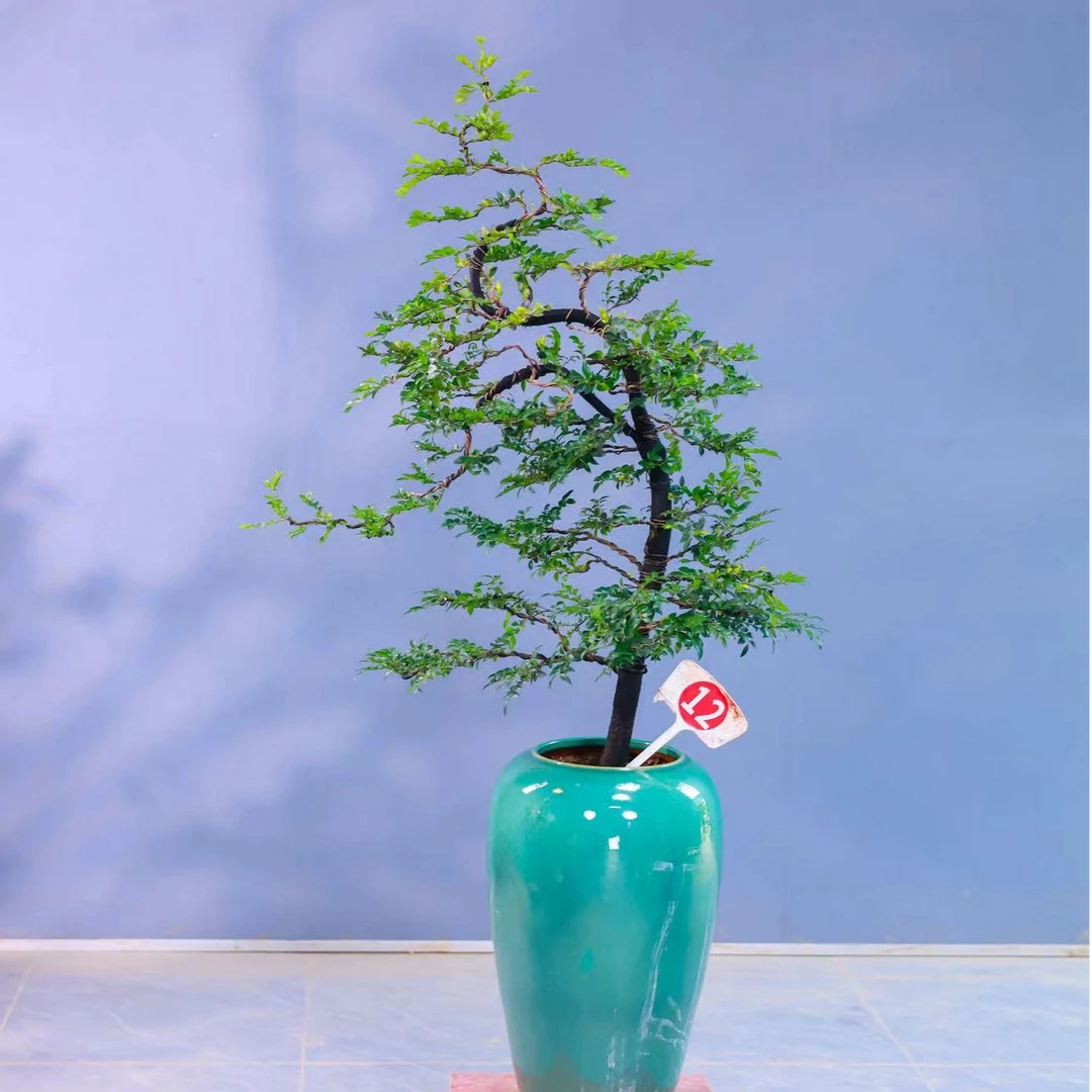 团圆花礼中秋限定花好月圆广东小叶紫檀黑骨茶黑檀室内客厅盆栽