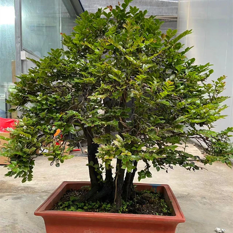 【一物一拍】下山原生桩广东小叶紫黑檀黑骨茶盆景以直播间实物为准