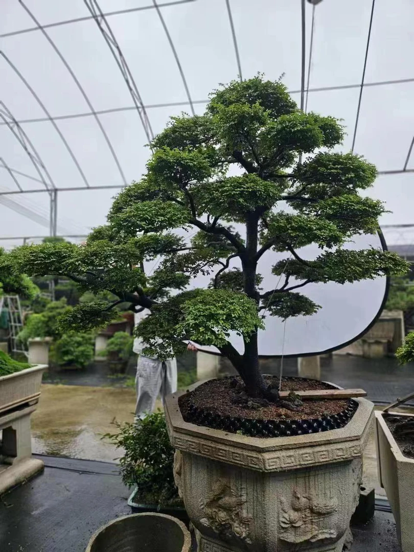 【一物一拍】老桩广东小叶紫黑檀黑骨茶盆景