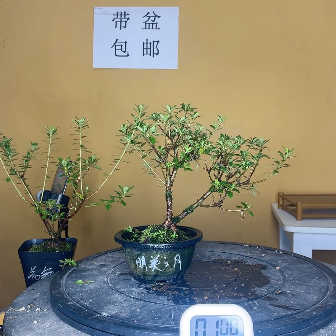 红陶20CM（含）-50CM（不含）T****e明美之月