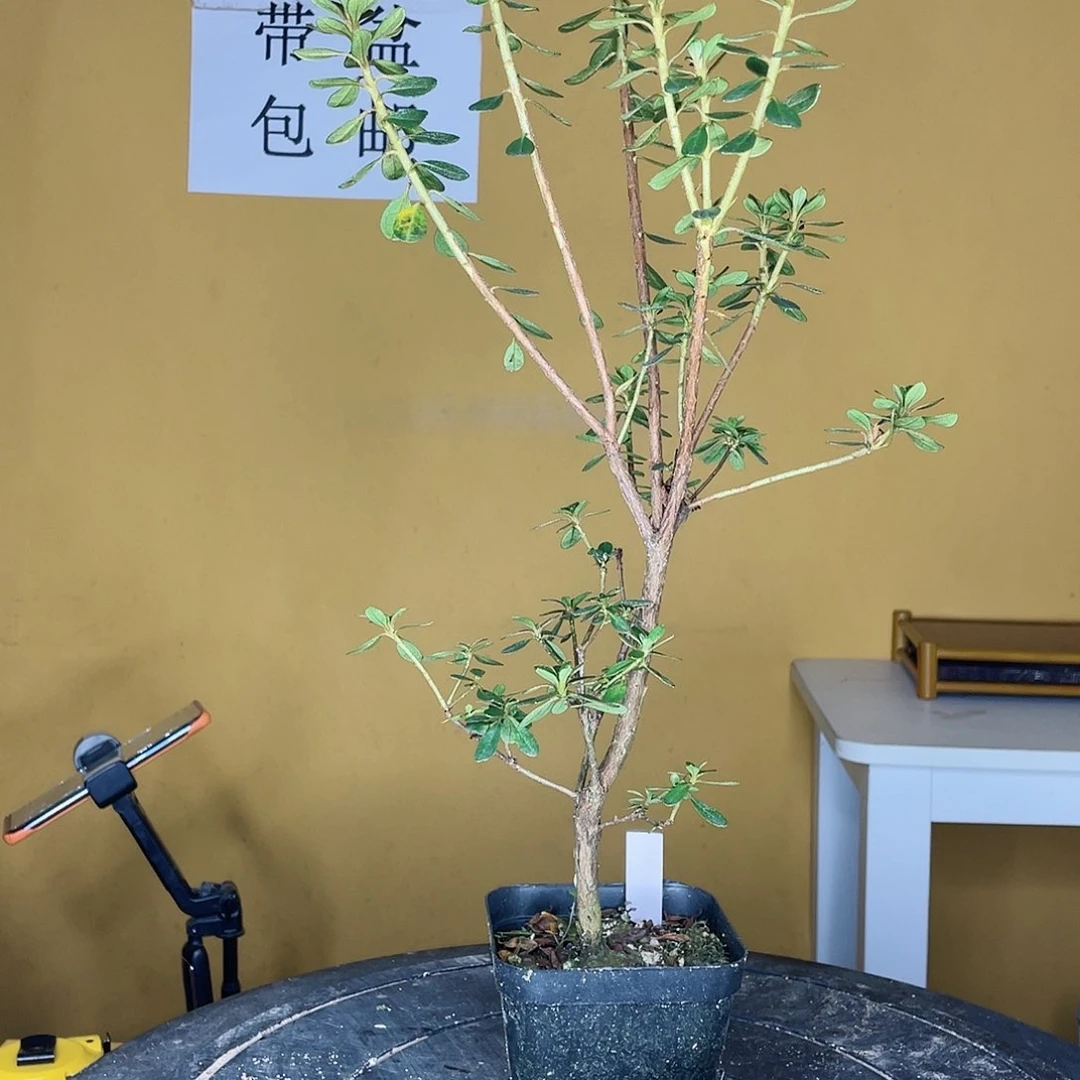 红陶20CM（含）-50CM（不含）滕*生奈奈小锦