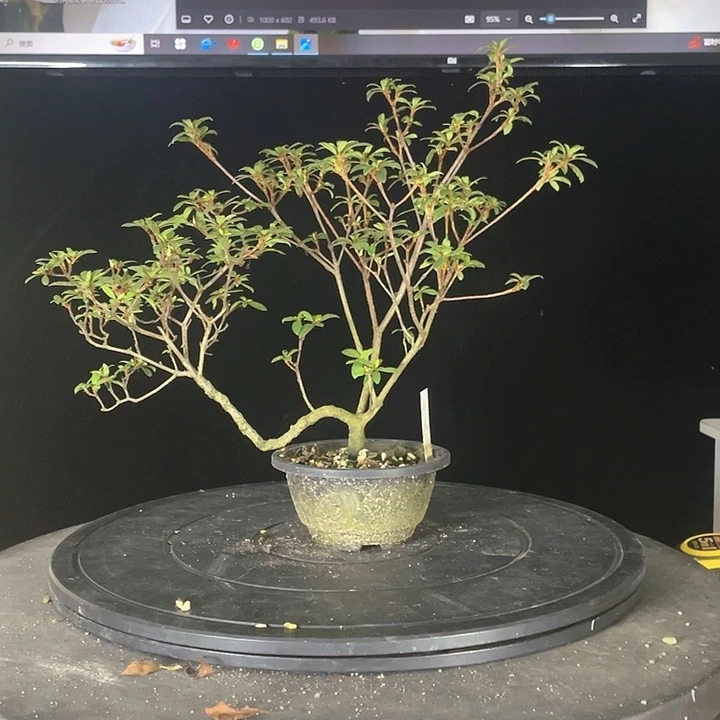 红陶心**开御穗之舞