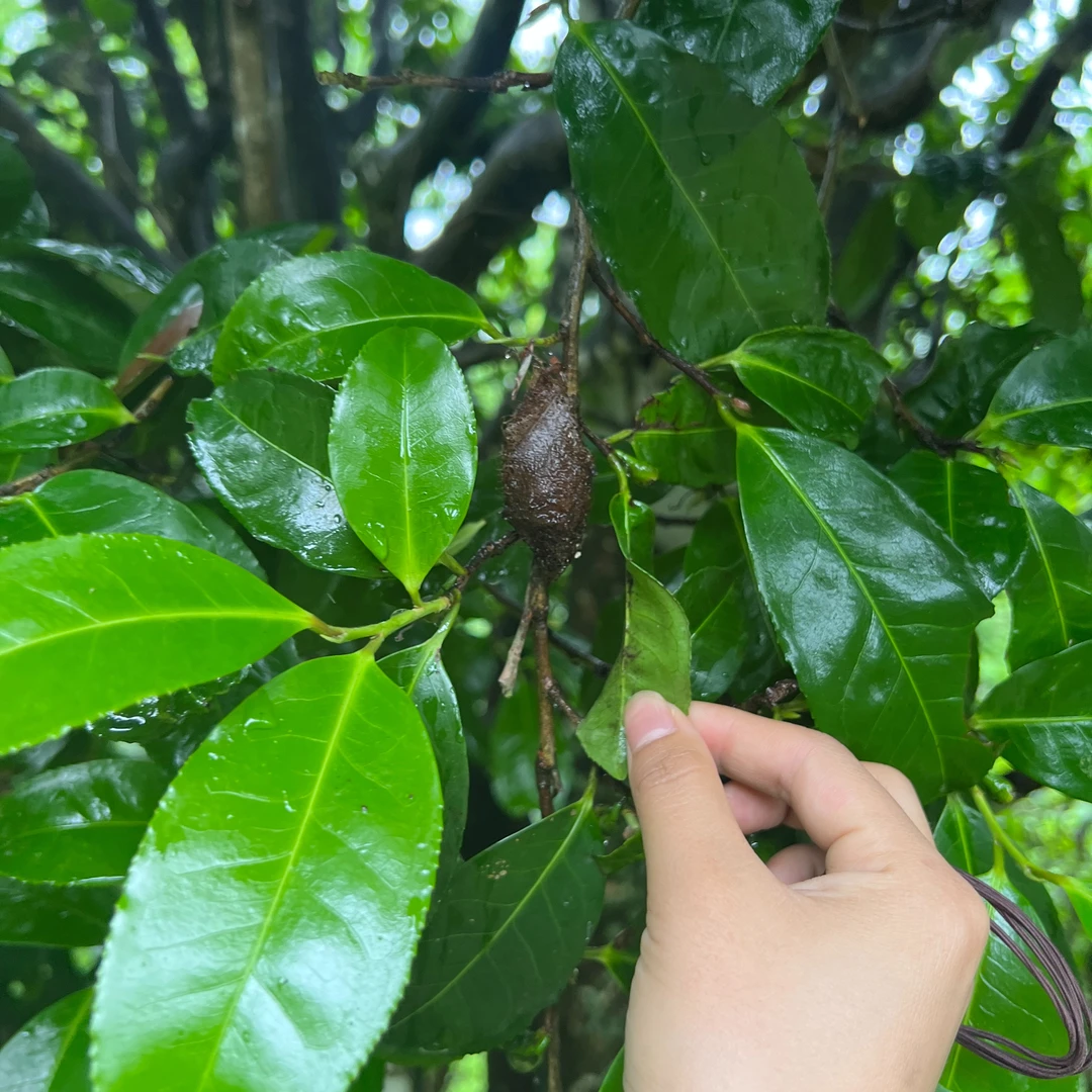 邦东单珠（18号）500以上生普散料 兰香 苦涩弱 水含香 干茶9.2斤