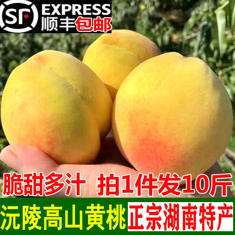 怀化高山黄桃沅陵桃子当季新鲜水果脆甜黄桃非炎陵黄桃9斤装包邮