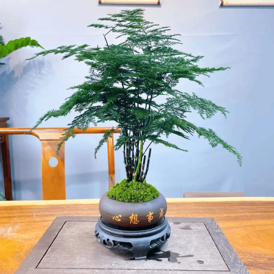 花卉绿植盆栽盆景文竹盆室内客厅办公室好养四季常青桌面植物