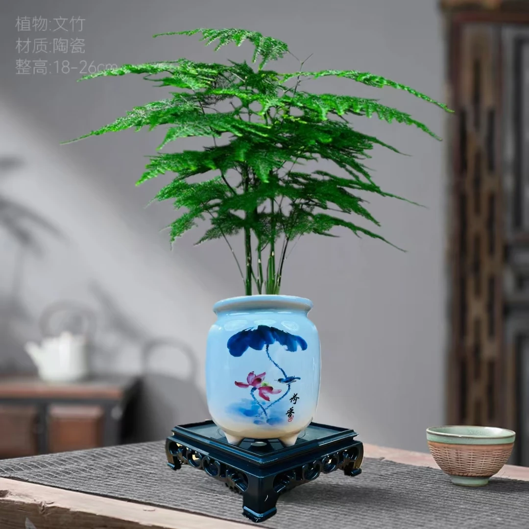 3年文竹+手绘荷花盆室内客厅办公室绿植花卉盆景桌面家居植物